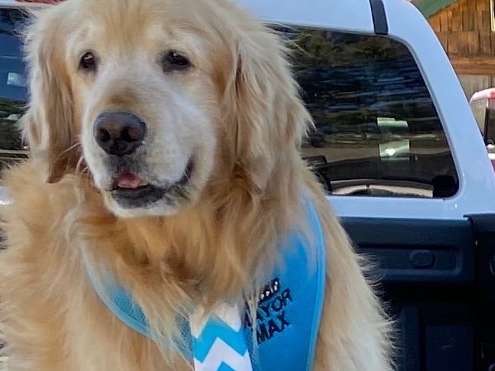 prefeito canino