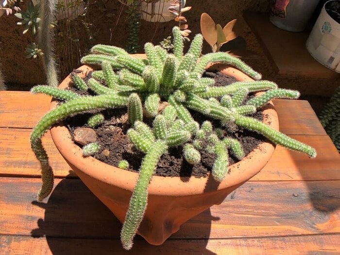 erros comuns ao cuidar de cacto amendoim