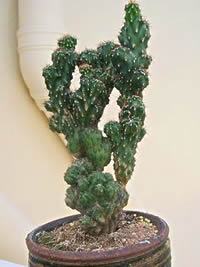 cacto peruano vs pitaia qual escolher