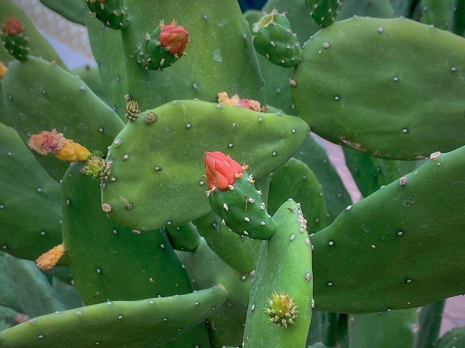 cacto comestível receita