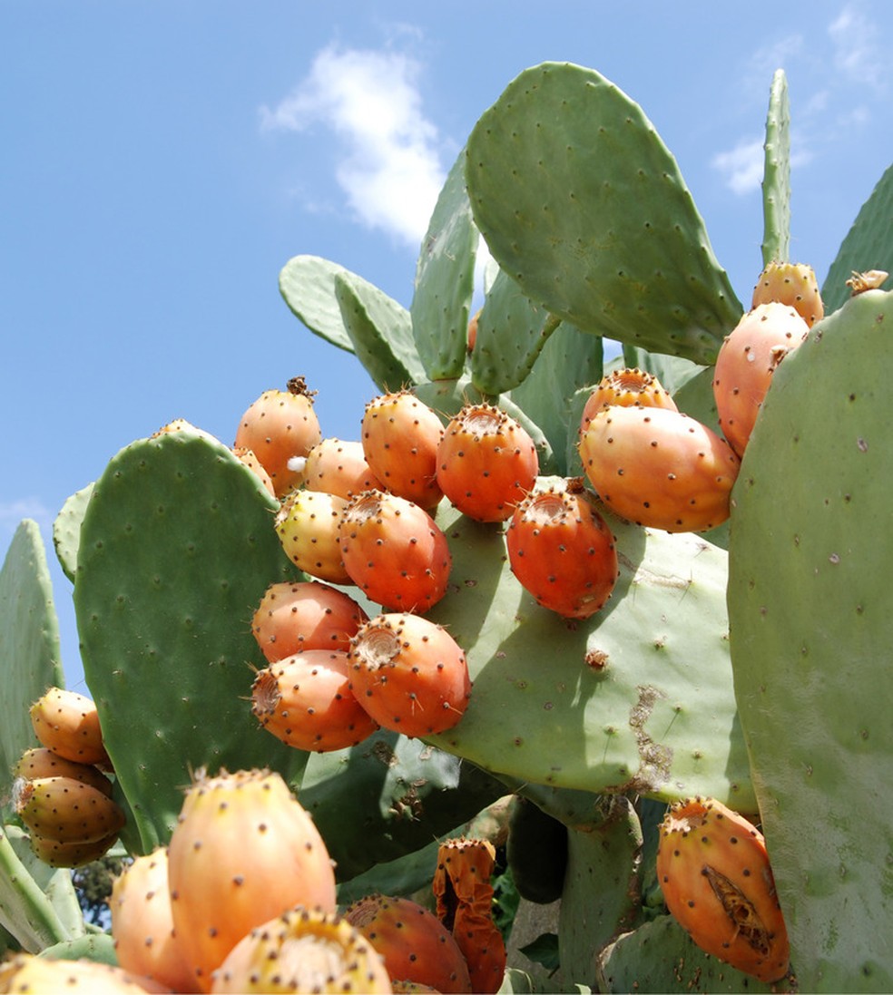 nopal como comer
