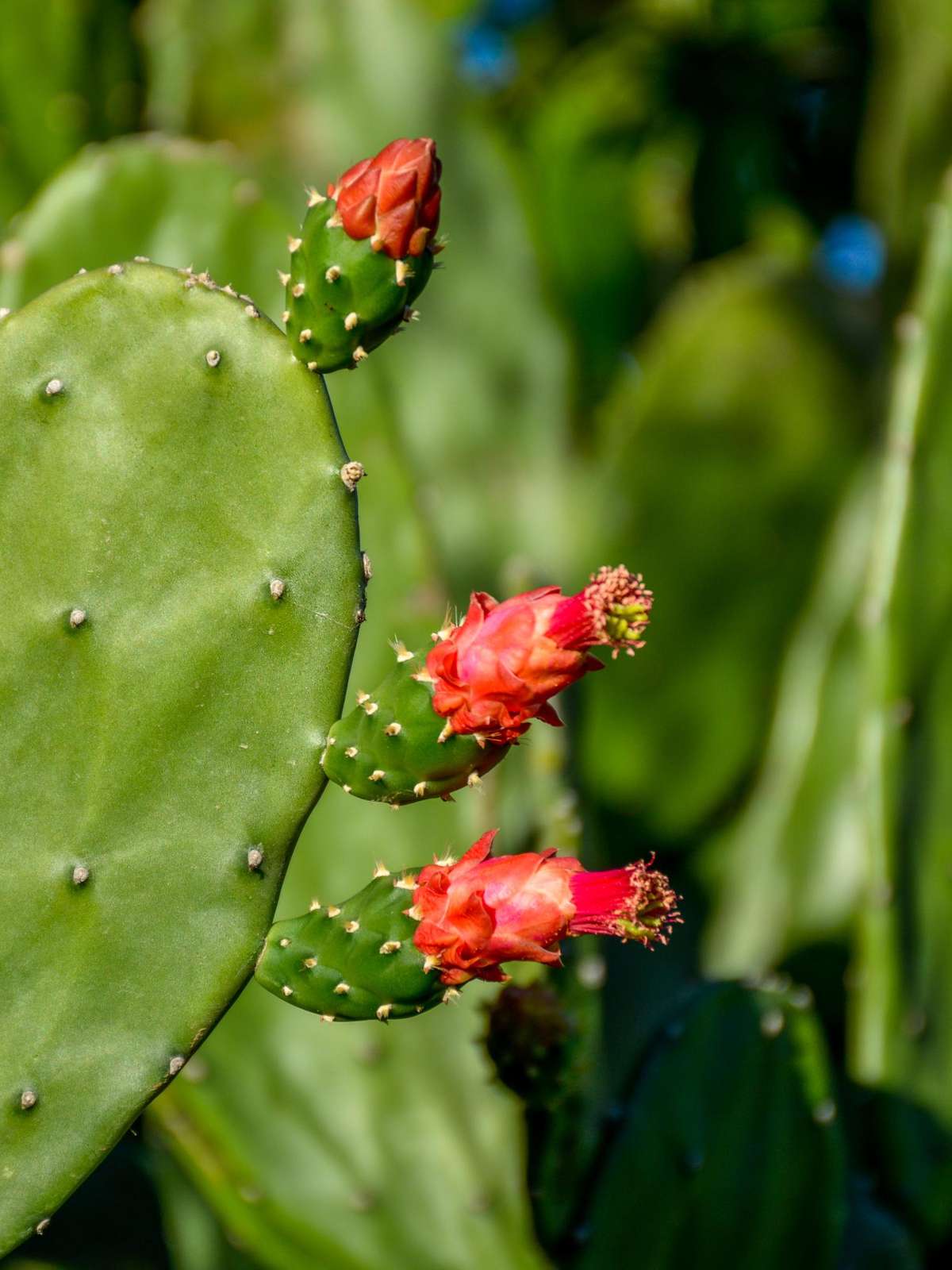 benefícios do cacto para saúde