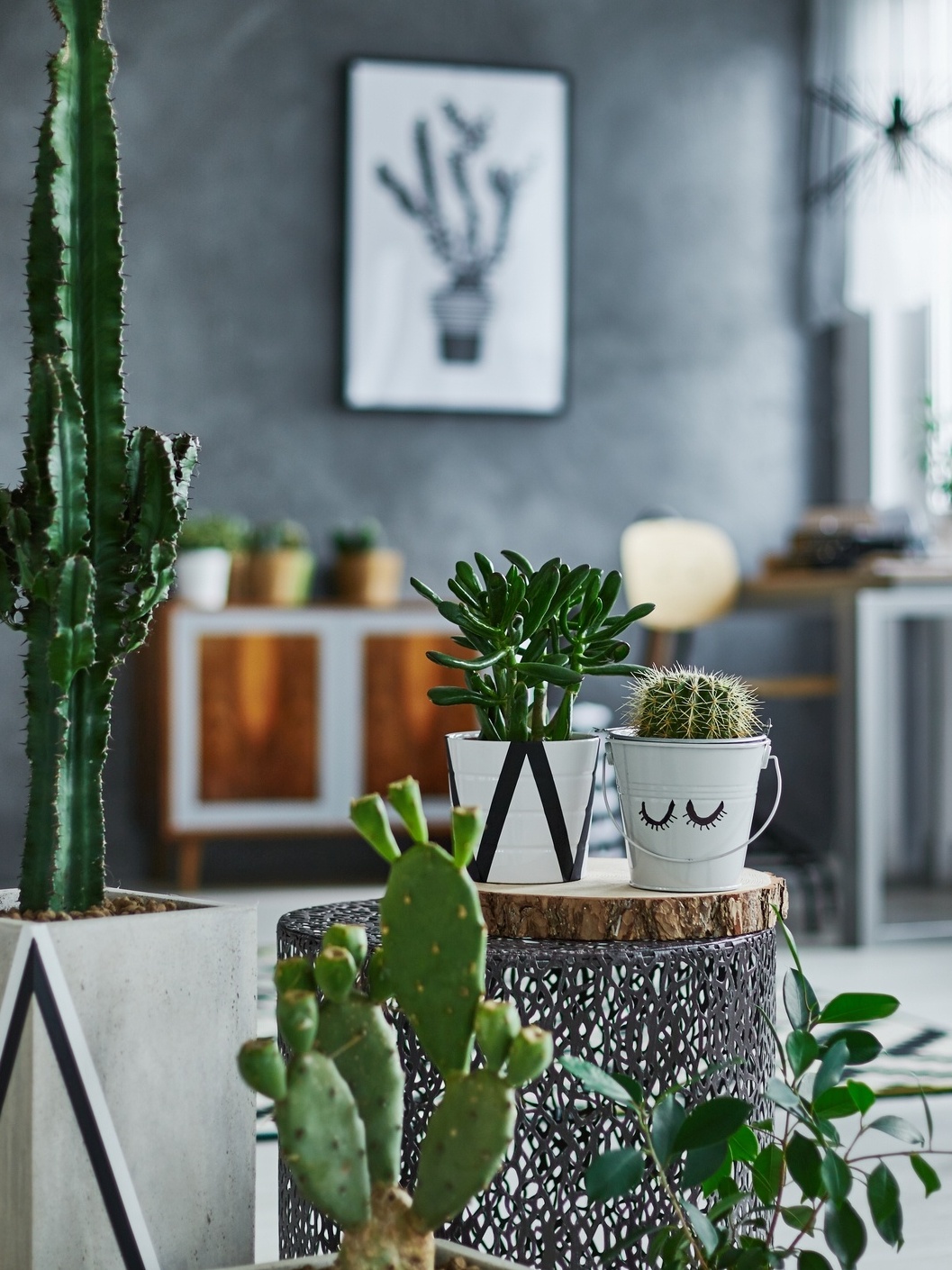 como cuidar de cacto em apartamento