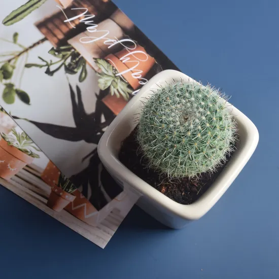 tipos de cactos para iniciantes