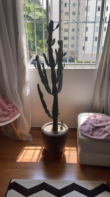 plantar cacto em vaso