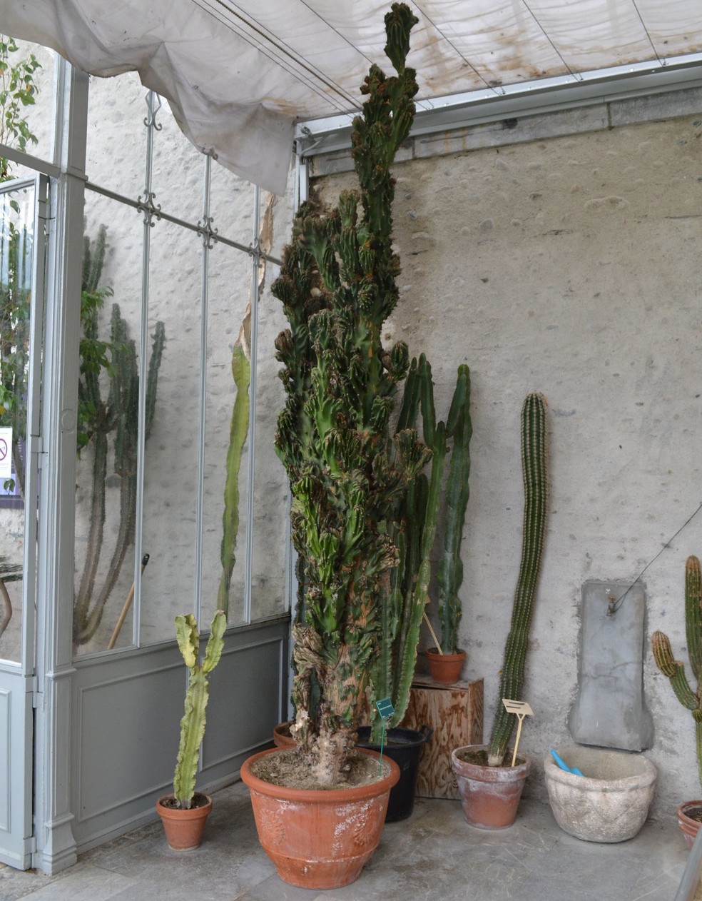 melhores cactos monstros para colecionar