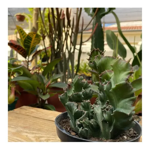 melhores cactos monstros para colecionar