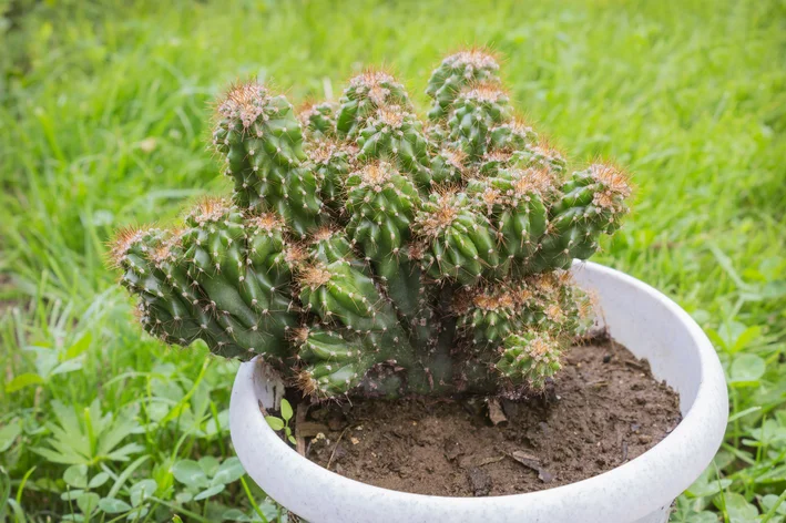 cultivo de cacto monstro em apartamento