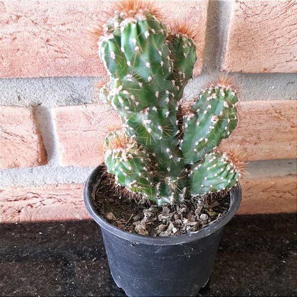 cultivo de cacto monstro em apartamento