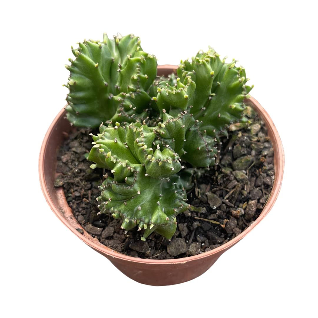 melhores cactos monstros para colecionar