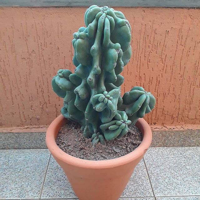 erros comuns ao cuidar de cacto monstro