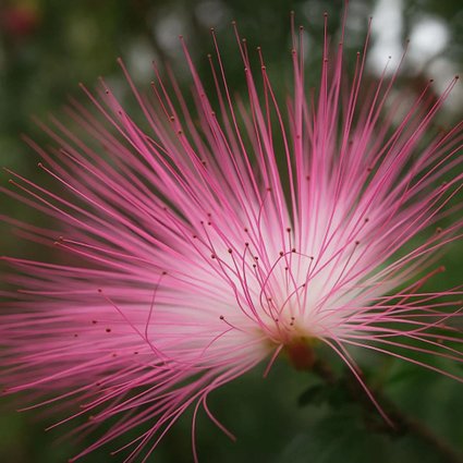 caliandra