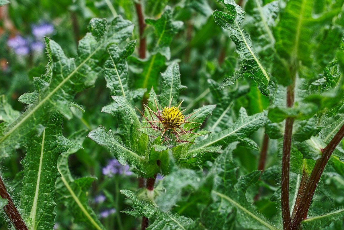 erros comuns ao usar cardo santo