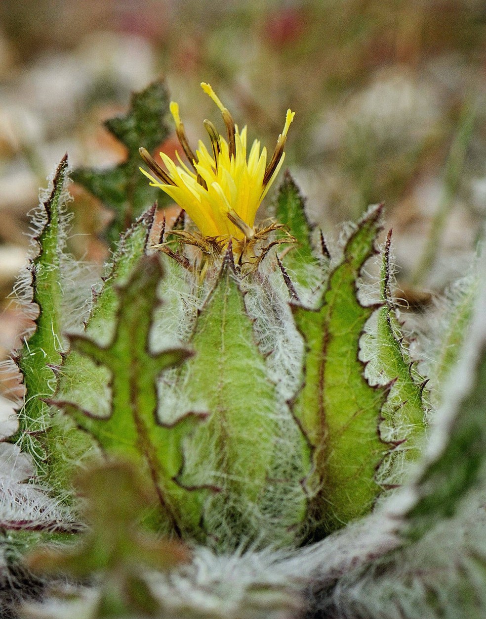 erros ao usar cardo santo para ansiedade
