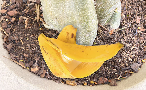 fertilizante natural casca de banana