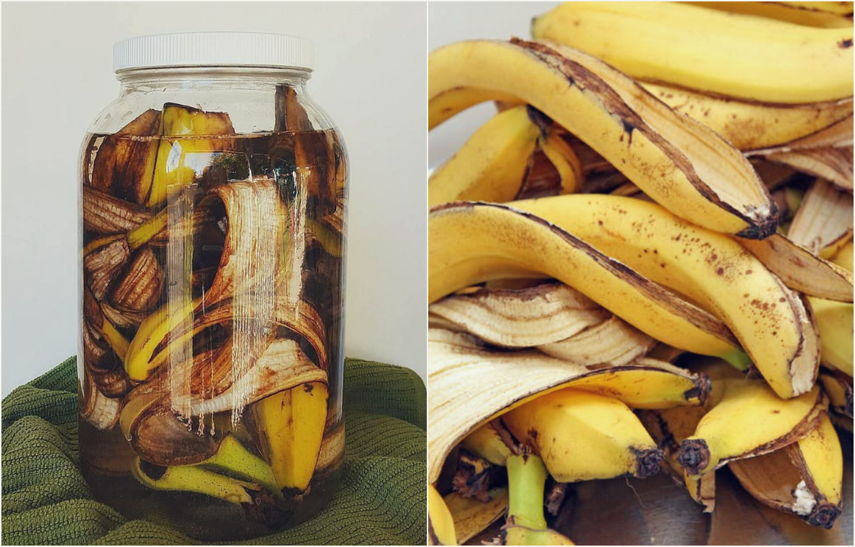 casca de banana para orquídeas