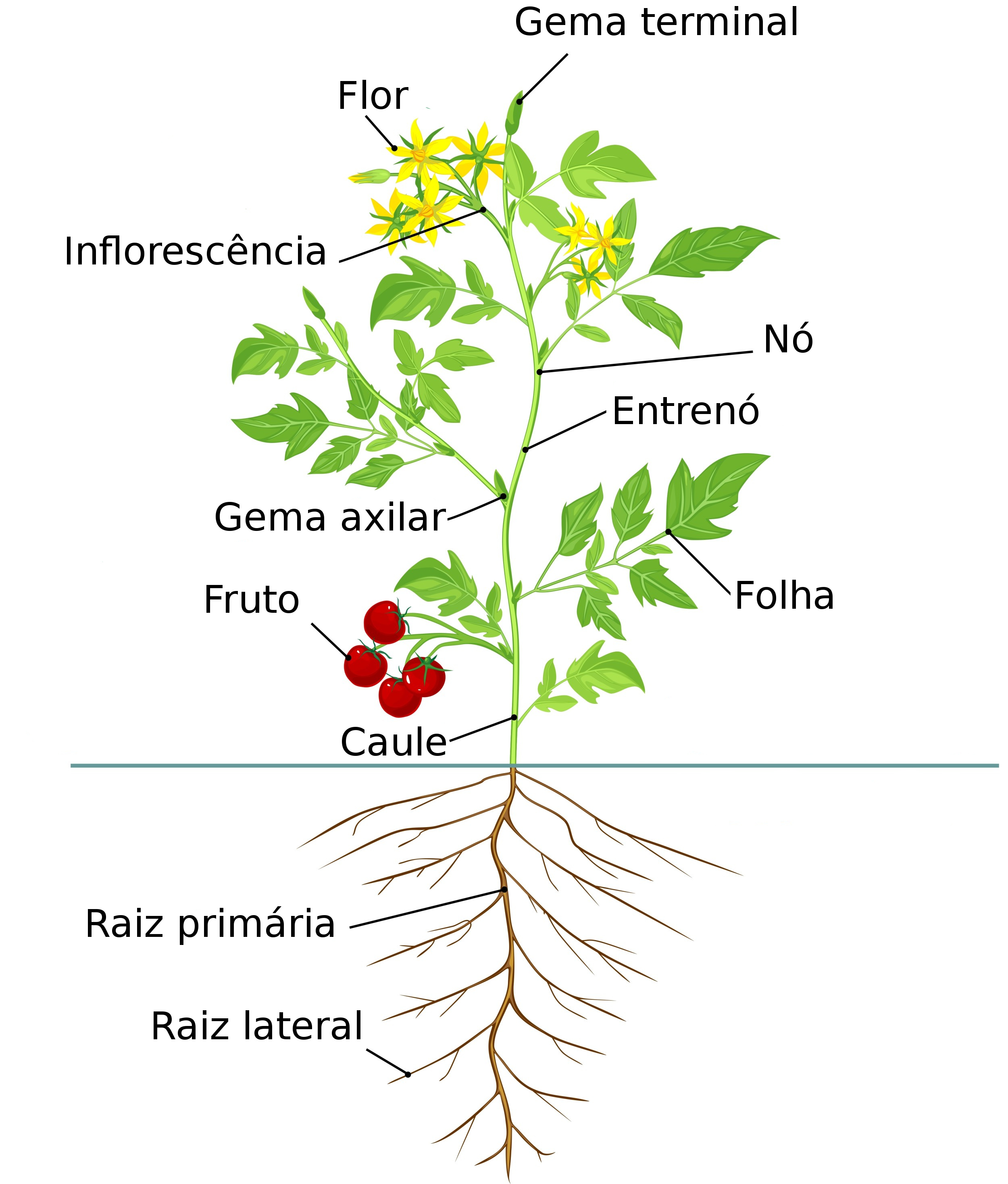 morfologia do caule