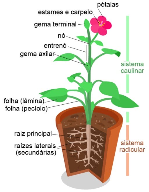 funções do caule vegetal