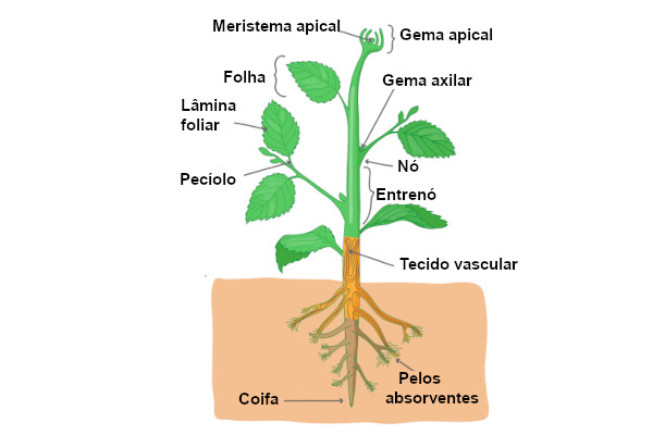 tipos de caules e exemplos