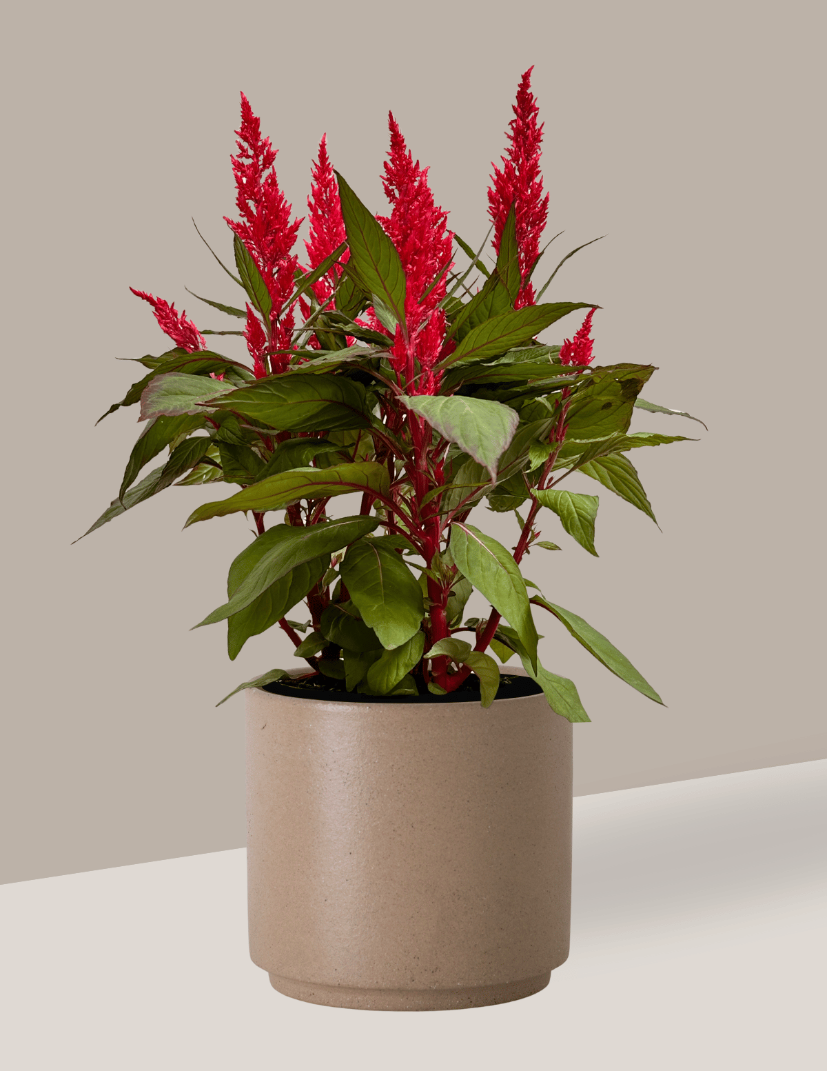 tipos de celosia para jardim