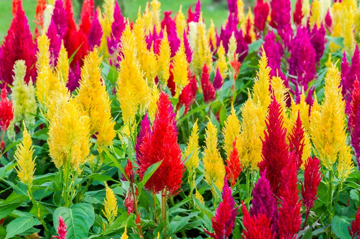 erros comuns ao cuidar de celosia