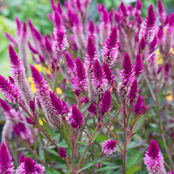 celosia plumosa vs celosia cristata