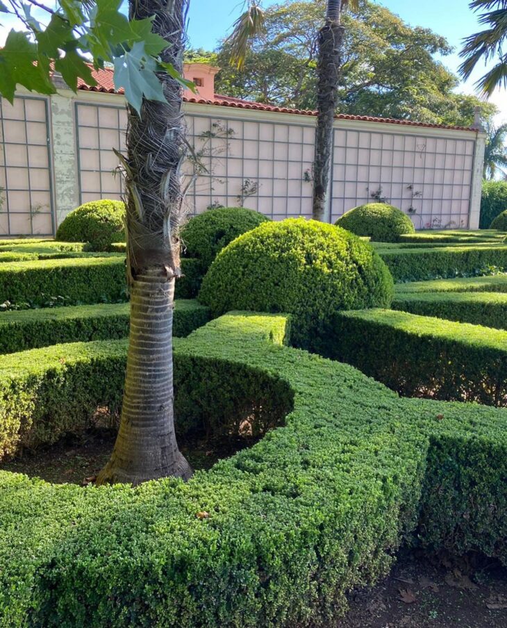 erros comuns ao plantar cerca viva no jardim