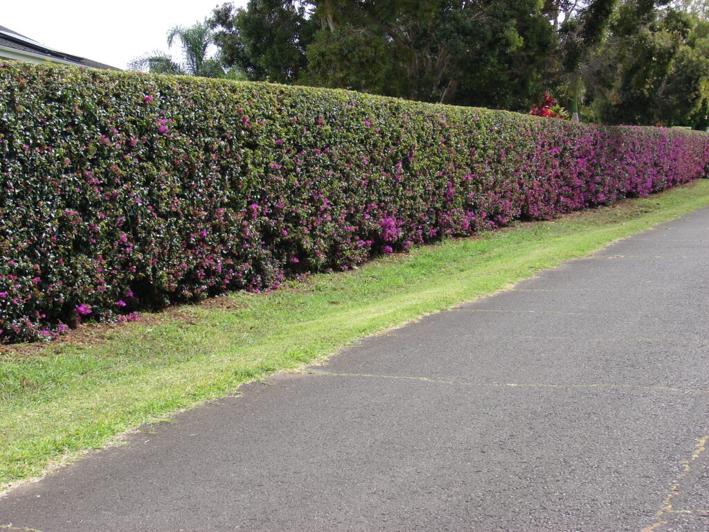 cerca viva de murta vs bambu verde gigante
