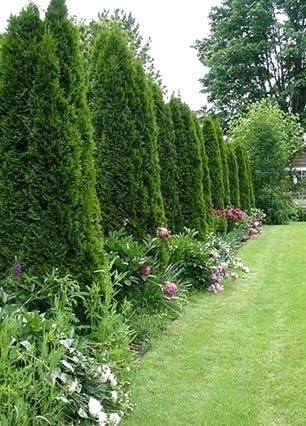 erros comuns ao plantar cerca viva no jardim