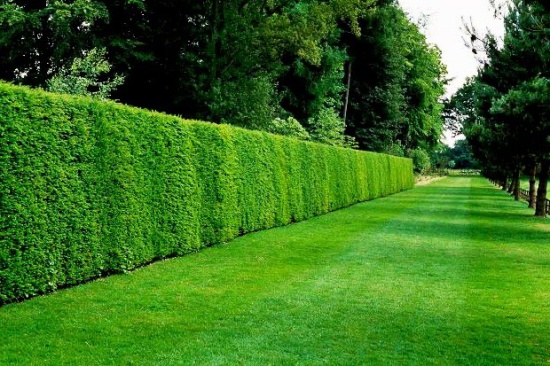 custo de instalacao de cerca viva por metro