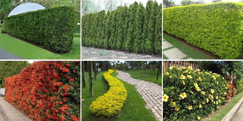 cerca viva com flores roxas para sol pleno