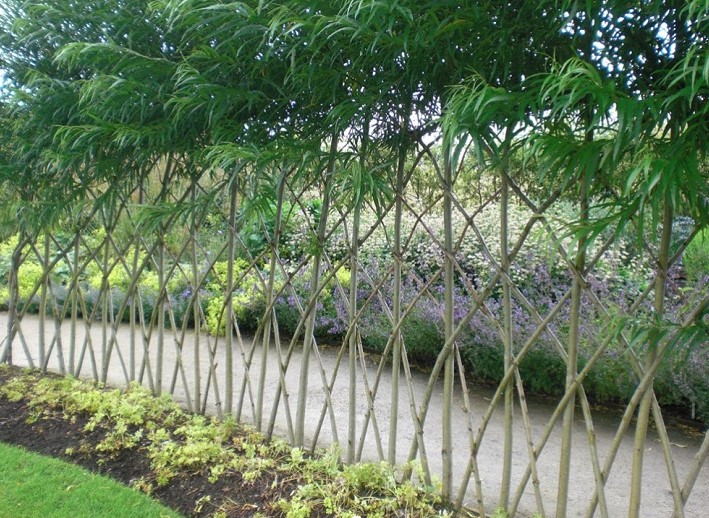 melhores plantas para cerca viva de privacidade rapida