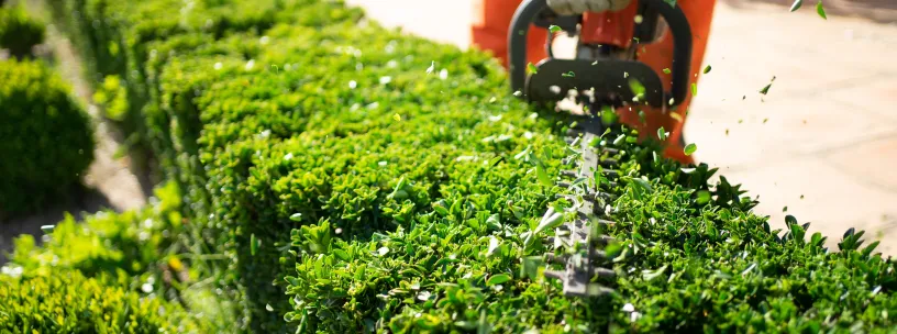 cerca viva de murta vs bambu verde gigante