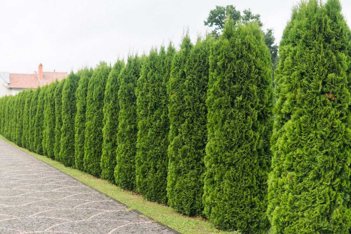 muro verde