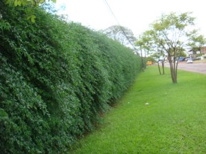 plantas de rápido crescimento para cerca viva