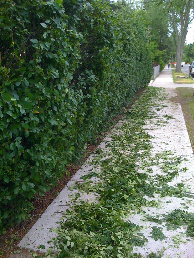 cerca viva com flores