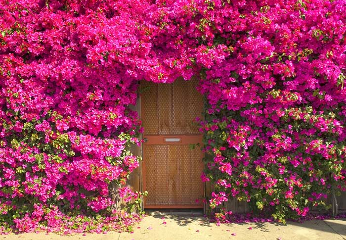 melhores plantas para cerca viva florida