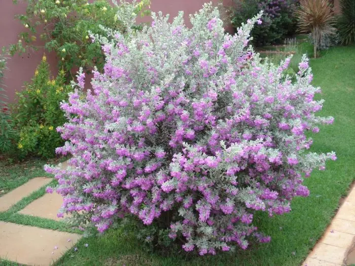 Chuva de Prata Gal Costa