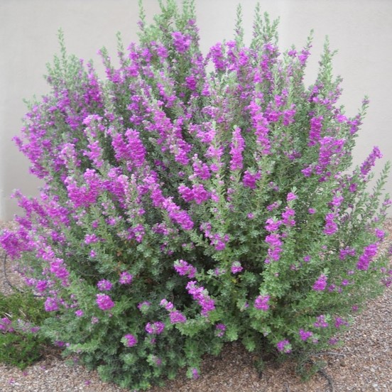 Leucophyllum frutescens cultivo