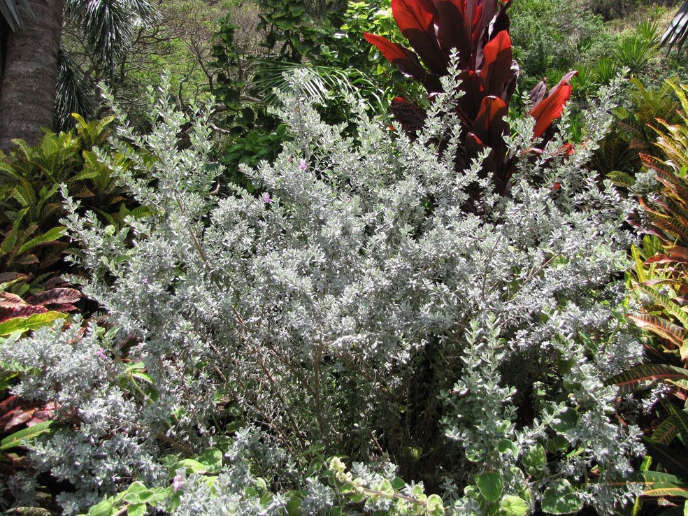 leucofilo planta branca