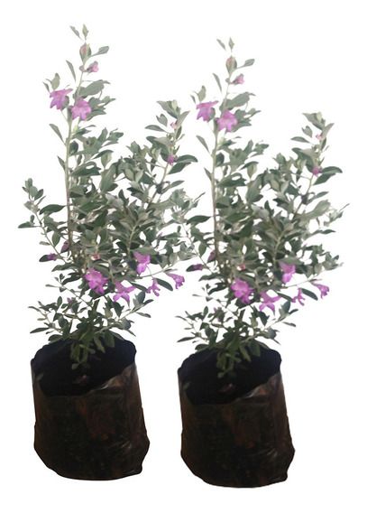 sálvia do texas branca