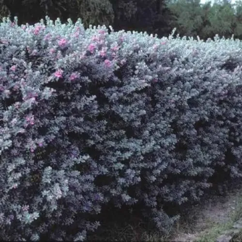 folha de prata planta