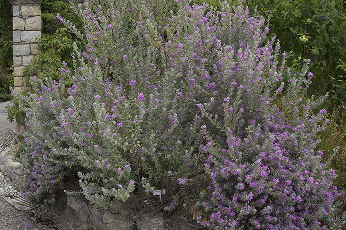 chuva de prata planta branca
