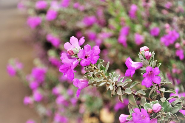 euphorbia leucocephala branca
