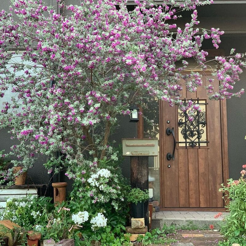 gypsophila paniculata branca