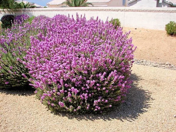 planta com folhas prateadas