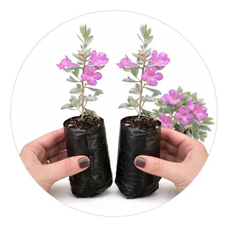 cuidados planta chuva de prata