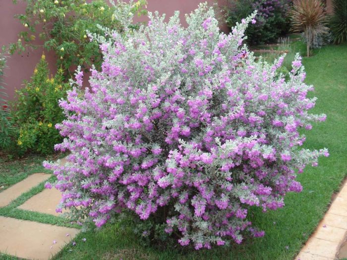 euphorbia leucocephala branca