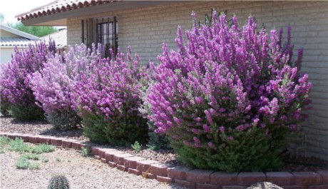 onde comprar muda chuva de prata