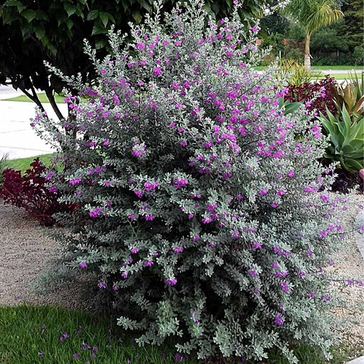 chuva de prata jardim externo